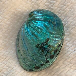Iridescent Blue-Green Abalone Shell Art Piece